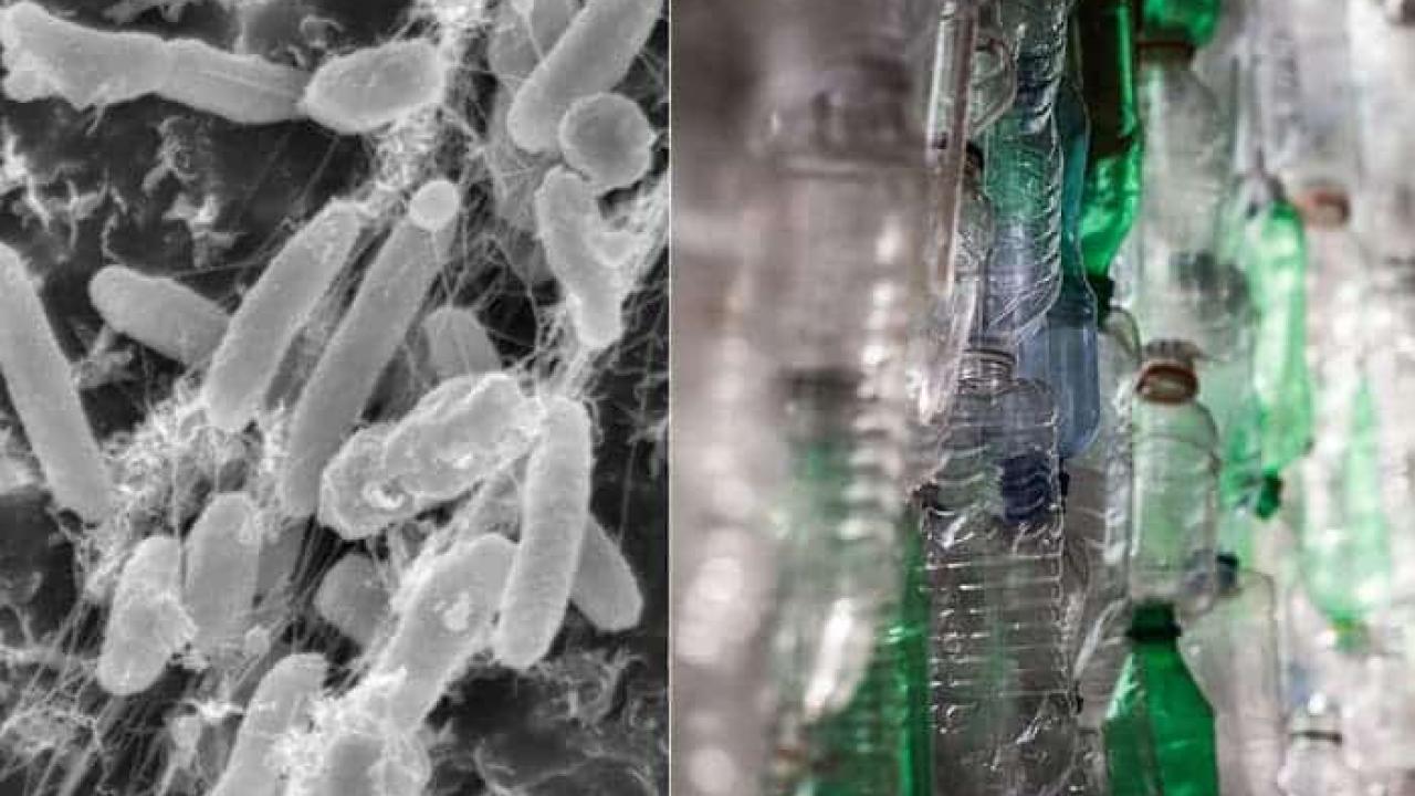 Plastic Eating Microbe