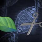 How CRISPR is Changing What We Eat