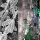 Plastic Eating Microbe